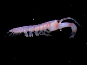 New species