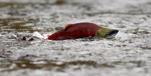 A sockeye salmon