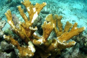 coral