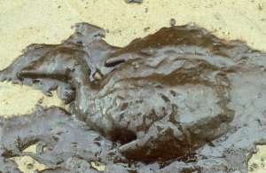 Oil Spill