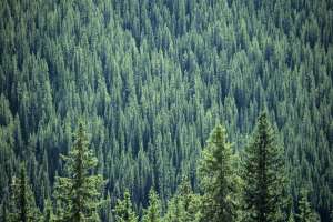 Forests