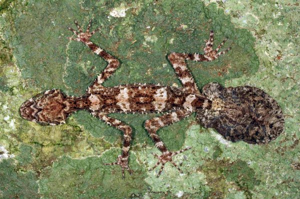 A leaf-tail gecko, one of the three new species of animals scientists have discovered in an Australian rainforest located in Cape Melville some 1,500 km (932 miles) north west of Brisbane, on March 21, 2013.