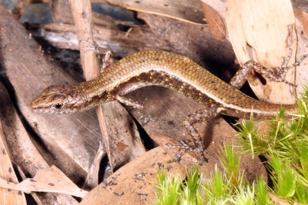 A new shade skink in the rugged Cape Melville mountain range, northeastern Australia's Cape York Peninsula.