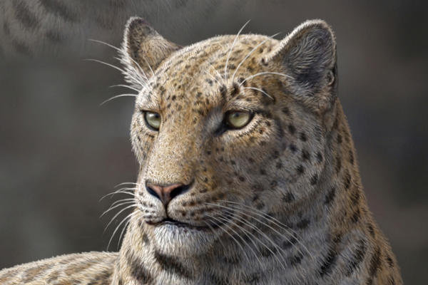 An artist's rendering of Panthera blytheae, based on skull CT scan data. A team of researchers have discovered this oldest-yet big cat fossil, a 4.4 million-year-old skull.
