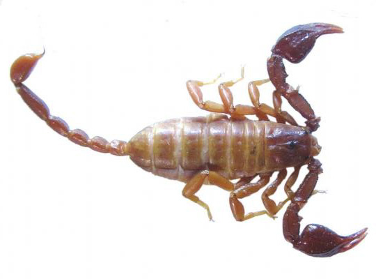 A female Euscorpius lycius.