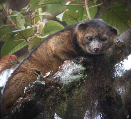 The newly discovered olinguito, found in the cloud forests of South America, is the first new mammal species to be identified in years.