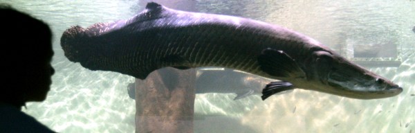 A visitor looks at an Arapaima Gigas, a fish from the Amazon rivers known as Pirarucu, at Sao Paulo's Aquarium, on Jan. 10, 2007.