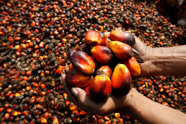 Why Indonesia Still Can’t Say No to Palm Oil | TIME.com