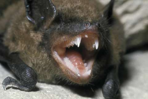 White Nose Fungus Syndrome Has Killed More Than 5 Million Bats
