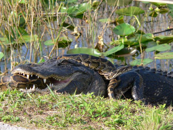crocodile vs alligator vs anaconda vs boa vs python