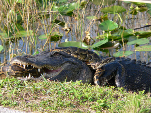 Anaconda Eating An Alligator