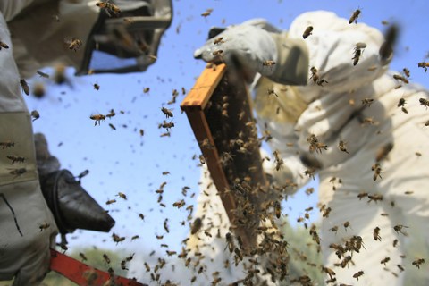 Palestinian beekeepers inspect hives at