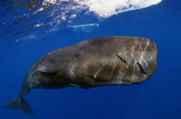 The Best of Underwater Photography | TIME.com