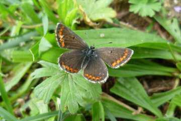 The brown argus butterfly