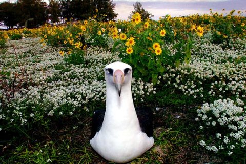 laysan_albatross