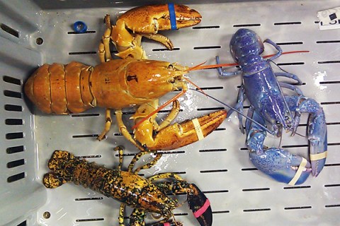 Odd Colored Lobsters