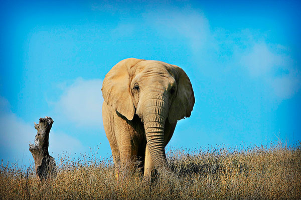 The Mystery of the Purring Elephant The Mystery of the Purring Elephant
