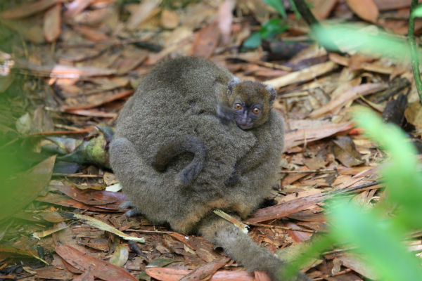Greater Bamboo Lemur | 5 of the Most Endangered Species on the Planet | Greater Bamboo Lemur | 5 of the Most Endangered Species on the Planet |
