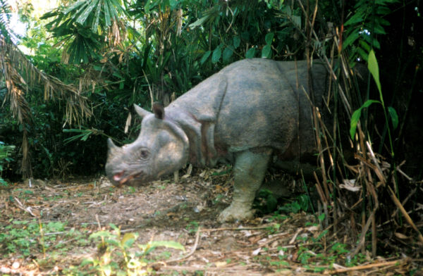 Javan Rhino | 5 of the Most Endangered Species on the Planet 