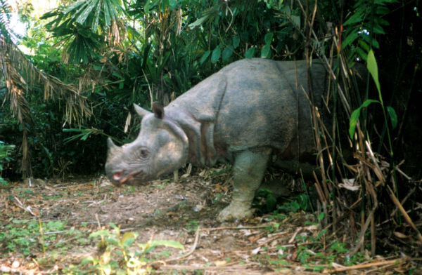 Javan Rhino | 5 of the Most Endangered Species on the Planet Javan Rhino | 5 of the Most Endangered Species on the Planet
