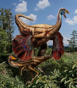 An artist's reconstruction of the feathered ornithomimid dinosaurs found in Alberta.