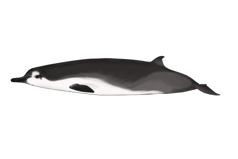 image: A scientist's rendering of the newly seen spade-toothed beaked whale.