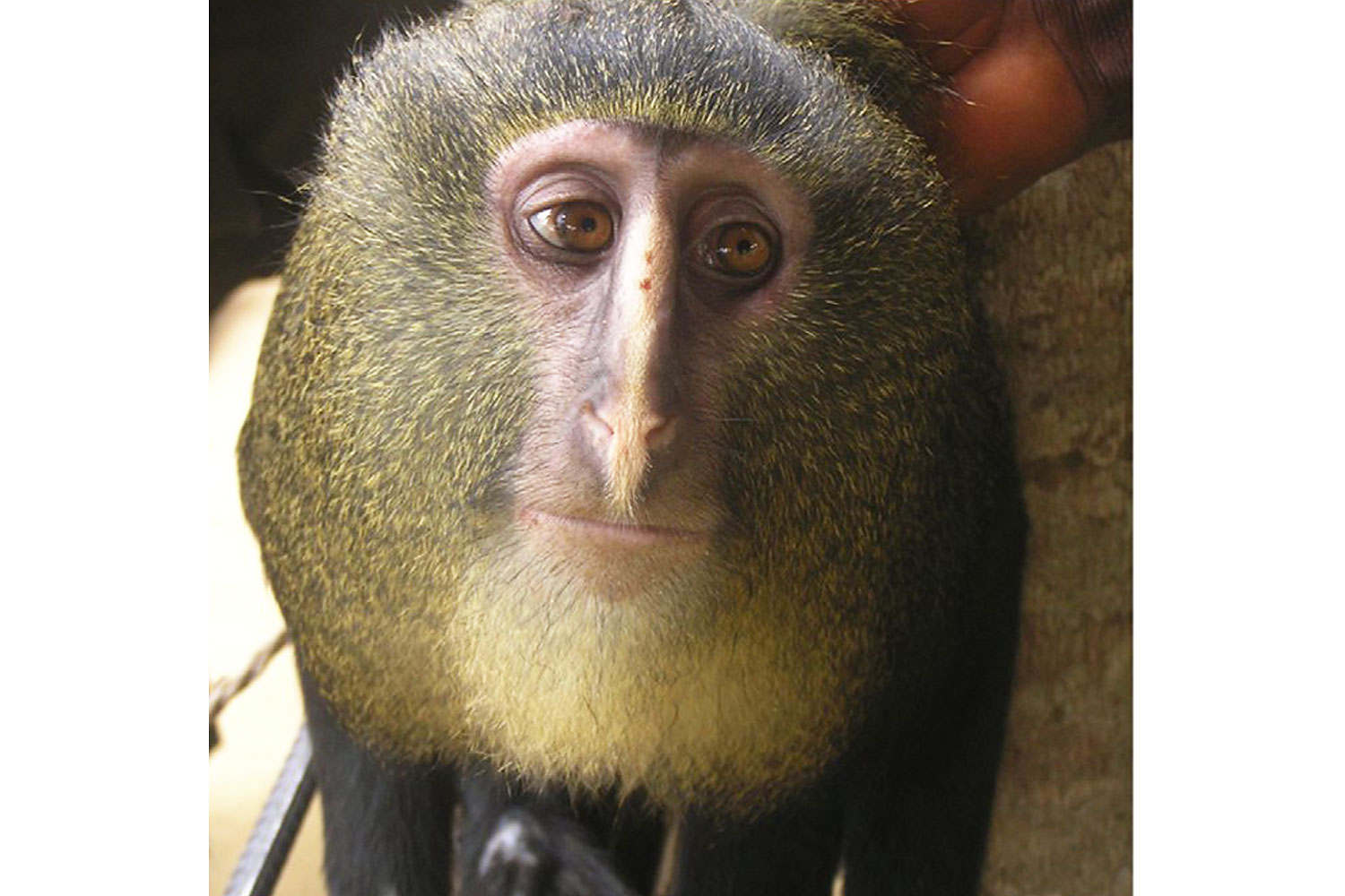 The Congolese Cercopithecus Lomamiensis Monkey | Science & Space