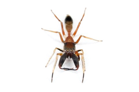top10_newspecies_spiderfang