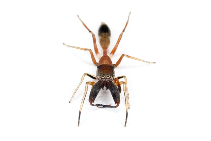 Big Fanged Jumping Spider Science Space Time Com Big Fanged Jumping Spider Science Space Time Com