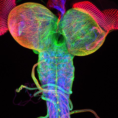 Drosophila third instar larval brain, with attached eye imaginal discs.