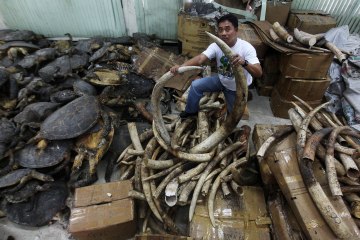 A Filipino staff of the Protected Areas and Wildlife Bureau shows seized elephant tusks and dried sea turtle stored inside their warehouse in eastern Manila, Philippines