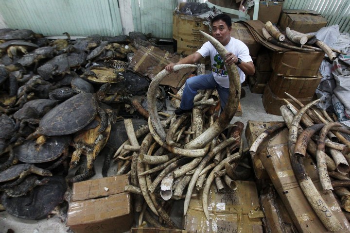 Survival of Species: Urgency to Crack Down on Illegal Wildlife Trade | Survival of Species: Urgency to Crack Down on Illegal Wildlife Trade |