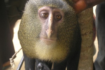 Adult male Lesula Monkey - Cercopithecus lomamiensis