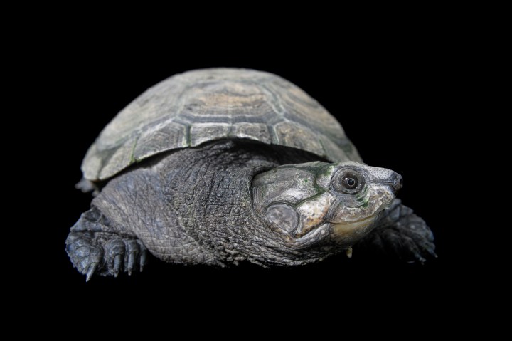 A Madagascar big-headed turtle, Erymnochlys madagascariensis. Madagascar is home to more unique species than any other land mass of its size. But that also puts Madagascar tortoises under greater threat.
