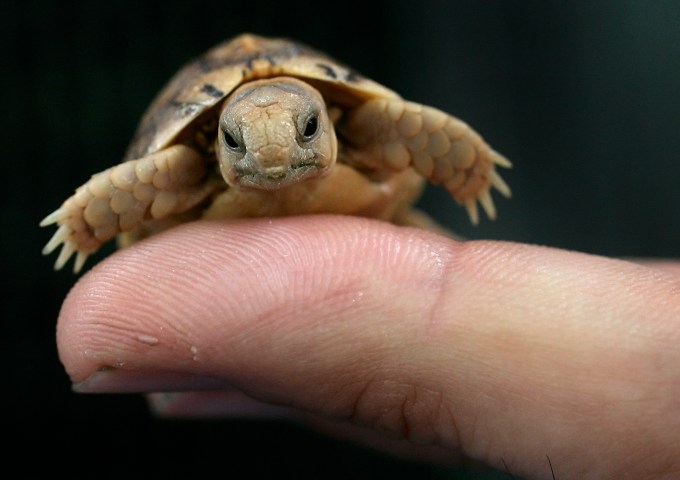 A worker in a zoo holds a tiny Testudo Kleinmanni hatchling. The endangered species is also known as the Egyptian tortoise, and was rescued from the suitcase of a smuggler found in Rome.