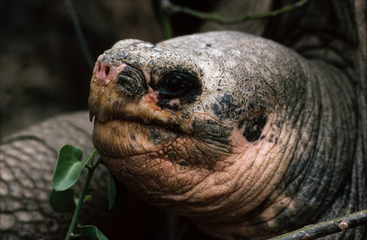 Known as Lonesome George, this Pinta Island Tortoise in the Galapagos was the last known member of his subspecies. Before his death on June 24 last year he was a symbol for conservation efforts.