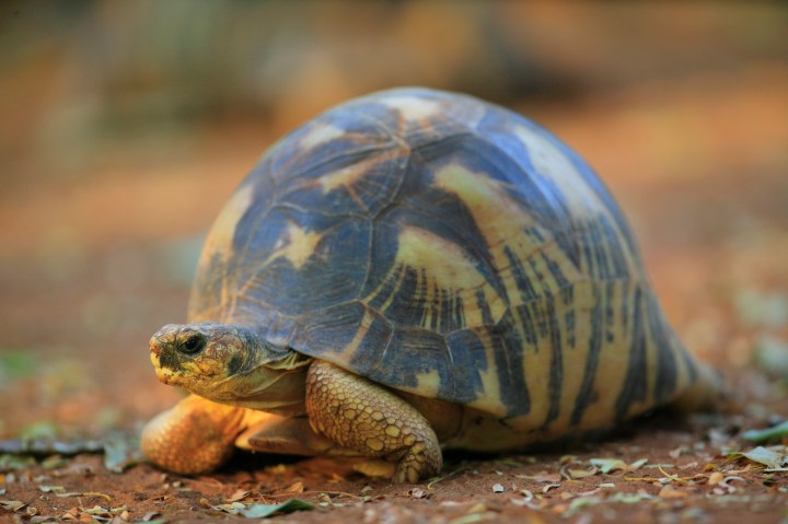 The radiated tortoise of Madagascar is so named for the pattern on its shell. They are now critically endangered.
