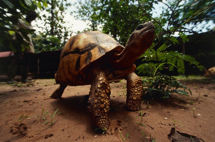 The Plowshare Angonoka tortoise is found in the forests of Madagascar, where it is under heavy pressure from habitat destruction.