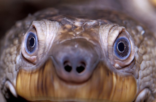 The Most Endangered Freshwater Turtles and Tortoises | TIME.com