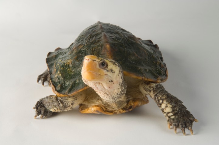 The Sulawesi forest turtle is critically endangered, with just a handful of turtles left living in its wild habitat of Indonesia.