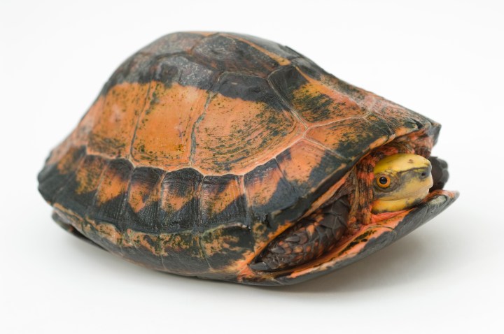 The small Indochinese box turtle is found throughout Southeast Asia, but it's hardly abundant. Like a number of its relatives, the box turtle is critically endangered.