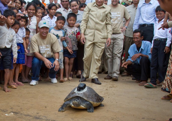 A 75-lb (34-kg) southern river terrapin waddles on sand as it is released near the Sre Ambel river in Cambodia. There are less than 200 of these turtles left in the wild. This one has a transmitter that will allow conservationists to track it.