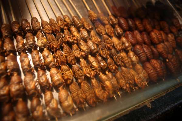 You Can Eat Them. Sort Of. | 7 Things You Didn’t Know About Cicadas ...