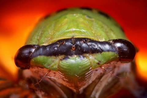 cicada prime