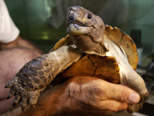 The Most Endangered Freshwater Turtles and Tortoises | TIME.com