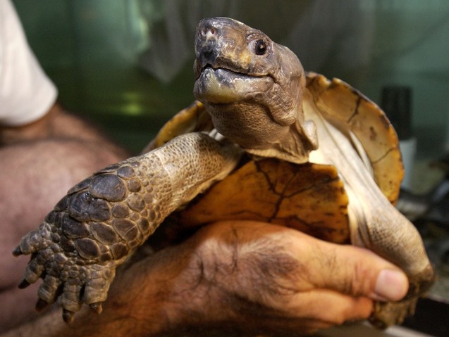 A very rare and endangered Heosemys depressa, also known as an Arakan forest turtle, is seen in New York. This is one of more than 1,000 endangered turtles that were saved from a loft in the city. Collectors are one of the biggest threats to endangered turtles and tortoises.