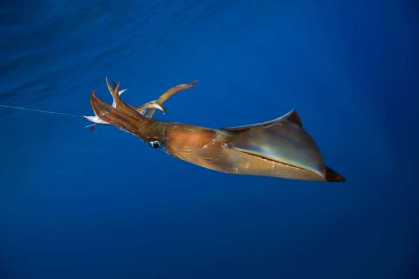 Climate Change and Ocean Acidification Could Harm Squids | TIME.com