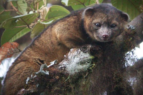 Olinguito, South America's Andean cloud forests, 2013