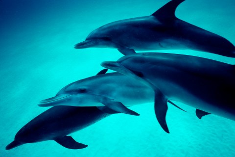 Atlantic spotted dolphin 