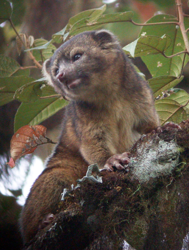 New Mammal Species Olinguito Discovered By Smithsonian